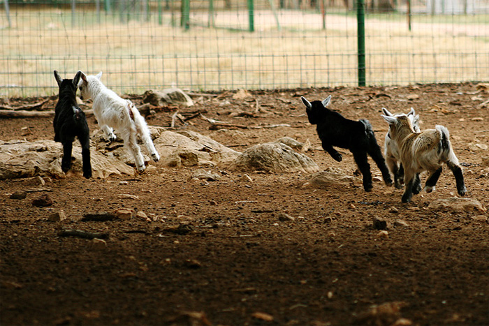 baby goats
