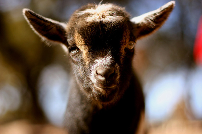 baby goat