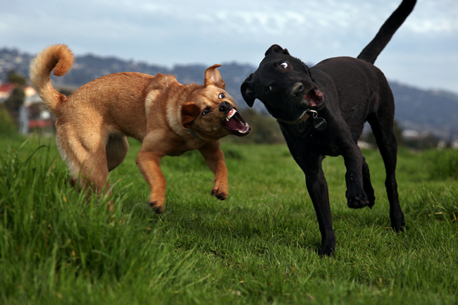 aw-puppies-blog