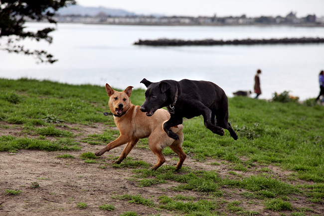 more-dog-park-fun-blog